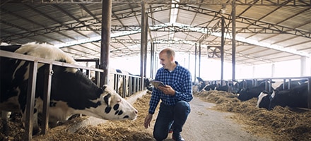Agriculteur dans son étable avec une tablette dans la main, devant un vache 