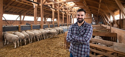 Agriculteur dans son étable
