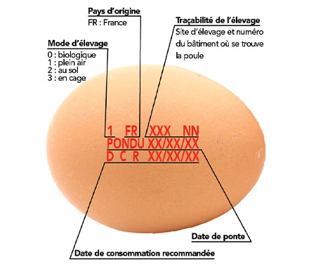 La codification des œufs