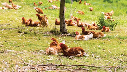 Poules en liberté dans un champ
