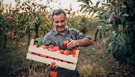 Producteur portant un cageot de pommes