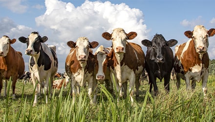 Vaches de face dans un pré