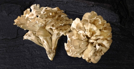 Engagement Premium - METRO