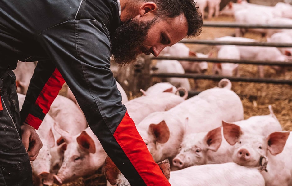 Aurélien Onillon, éleveur de porc METRO CHEF