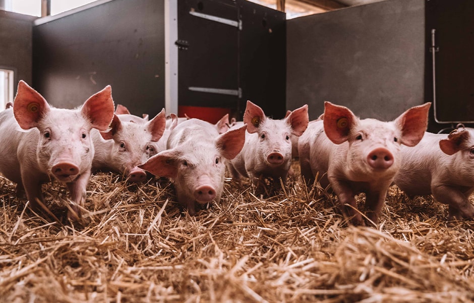 Elevage de porc METRO CHEF