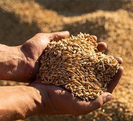 Grains d'orge dans les mains du producteur