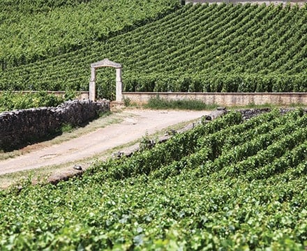 Vignobles de Chassagne Montrachet en Bourgogne
