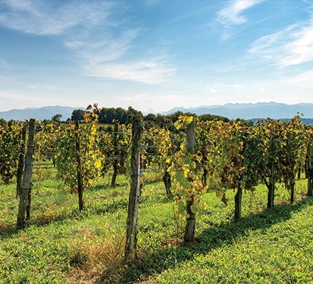 Vignoble du vin Jurançon dans les Pyrénées