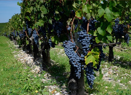 Raisins de Cabernet Sauvignon dans le vignoble de Pauillac, France