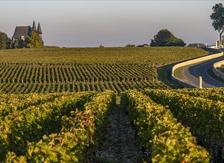 Vignoble en Médoc, vins de Bordeaux