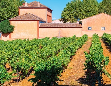 Vignoble en Provence