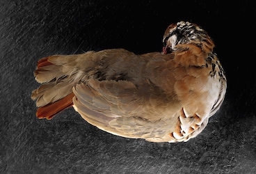 Perdreau rouge Perdreau rouge