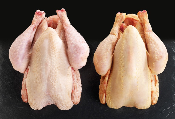 Grossiste volaille : des produits standard et labellisés | METRO