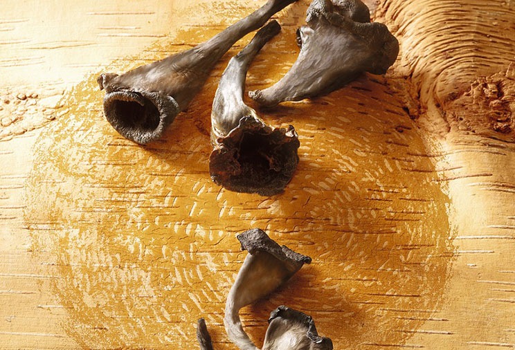 Je découvre les champignons séchés