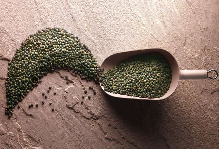 Lentilles vertes du Berry