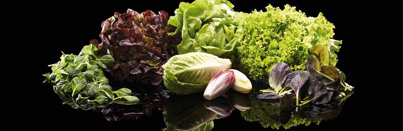 Assortiment de différentes variétés de salades