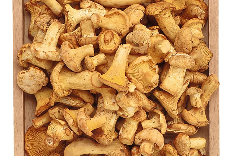 Les girolles