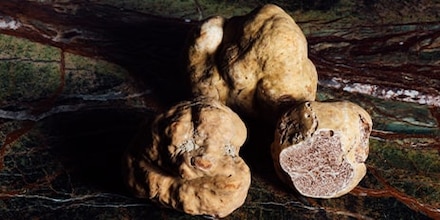 La truffe