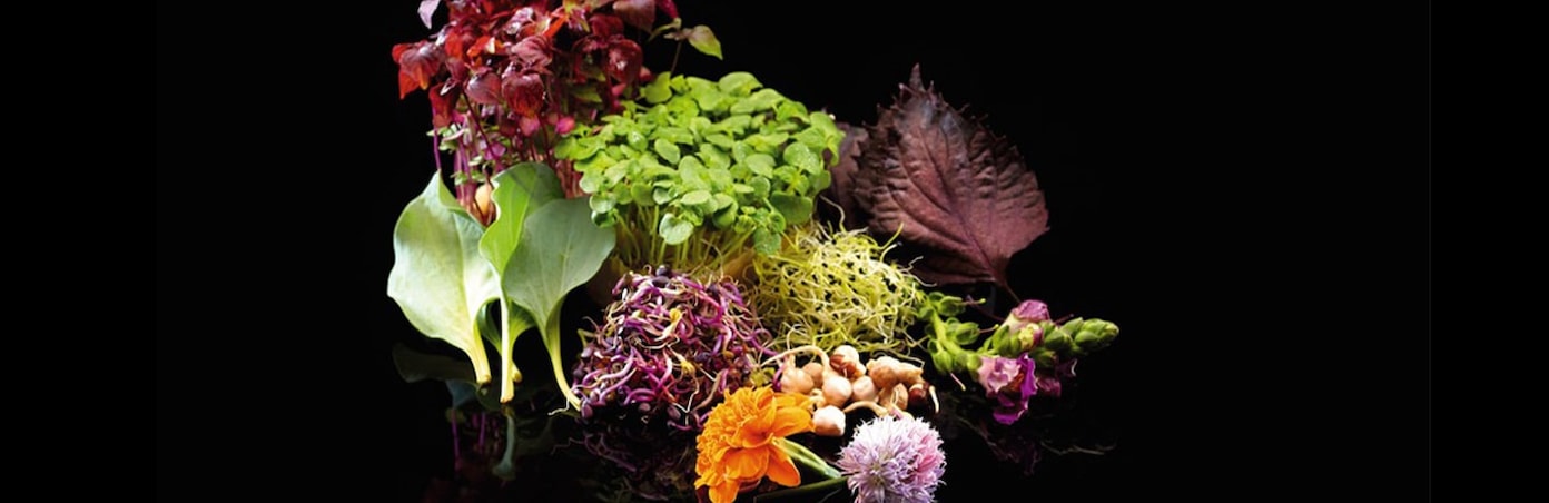 Les herbes, fleurs et graines germées des professionnels