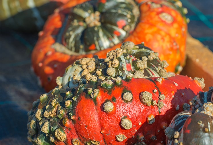Les courges giraumon