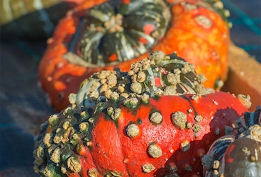 Les courges giraumon