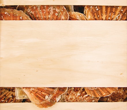Coquilles St-Jacques dans une caisse