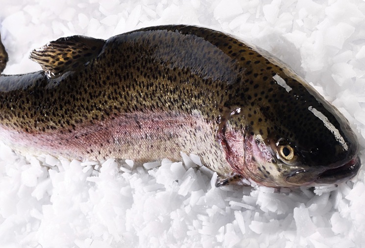 Truite rose