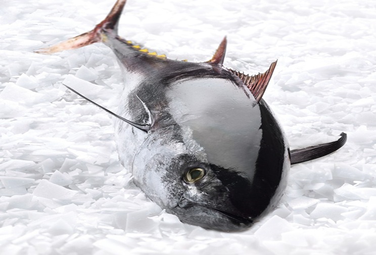 Thon rouge de Méditerranée entier