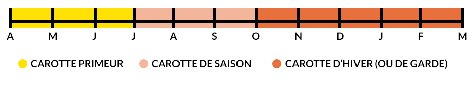 Les saisons de production de la carotte