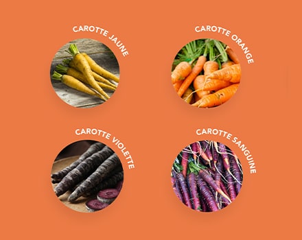 4 variétés de carotte