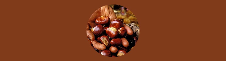 Variété de châtaignes AOP « Châtaigne d’ardèche »