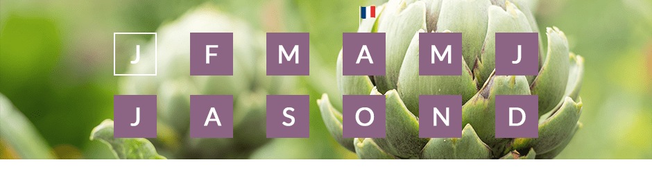 Les saisons de production de l'artichaut