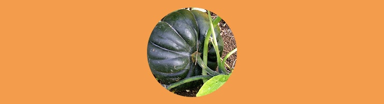 Les variétés de courges : La musquée