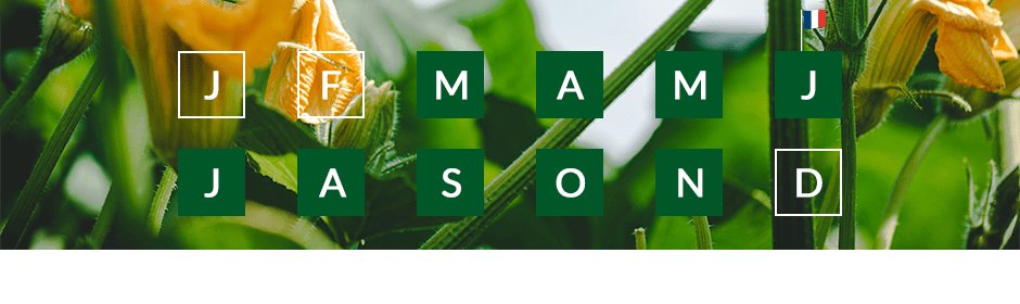 Les saisons de production de la courgette