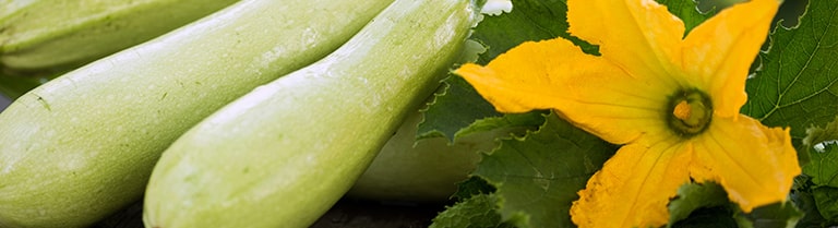 La fleur de courgette