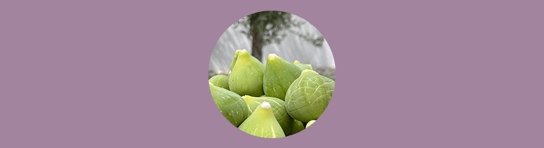 Variété de la figue verte