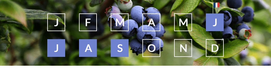 Les saisons de production de la myrtille