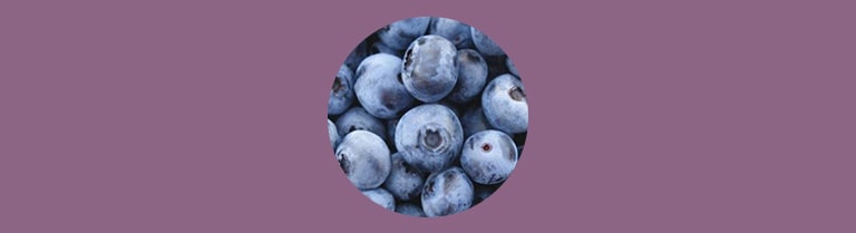 Variété de myrtille - Myrtille cultivée