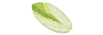 L'endive