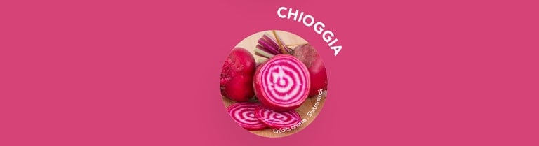 La betterave variété Chioggia