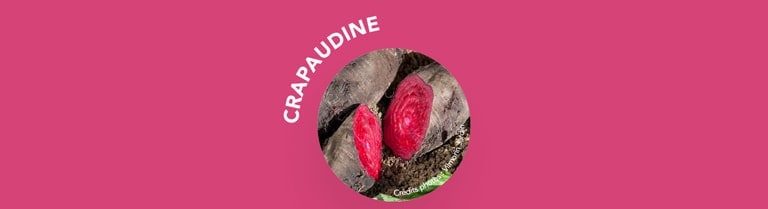 La betterave variété Crapaudine