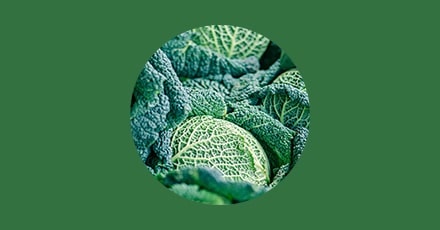 Le chou frisé