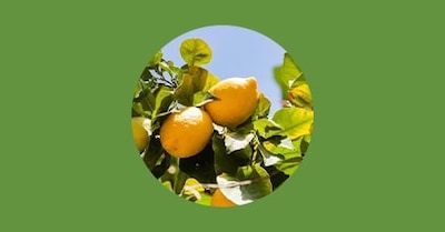 Variété de citron - L'Eureka