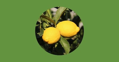 Variété de citron - Le citron de Menton