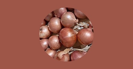 L’oignon doux des Cévennes - AOP