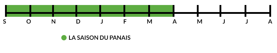 La saison de la production du panais