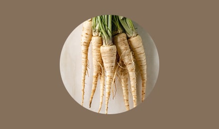 Une variété de panais, le demi-long de Guernesey