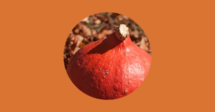 Variété de potiron - Le potimarron