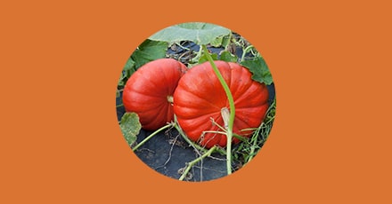 Variété de potiron - Le potiron rouge vif d'Etampes