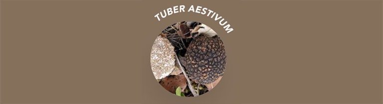 Tuber Aestivum dite TRUFFE D’ÉTÉ